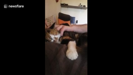 This kitten absolutely loves getting a head massage