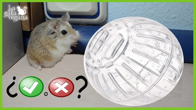 BOLA PARA ROEDORES ¿SON BUENAS? ¿SE DEBEN USAR? | BOLAS PARA HÁMSTERS, JERBOS,RATAS,RATONES,ETC.