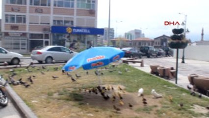 Kayseri Şehrin Ortasında Ali Babanın Çiftliği