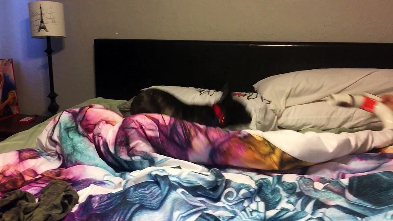 Jumpy puppy afraid of vacuum