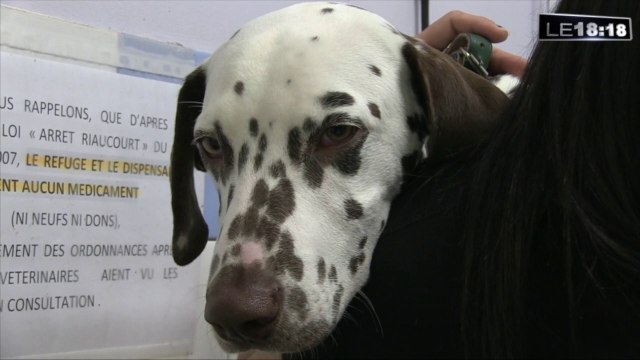 Le 18:18 - Marseille : l'émouvante histoire de Joker, un dalmatien jeté d'une voiture, battu et sauvé par la SPA
