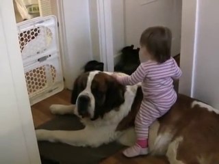 Toddler Tries Ride St. Bernard bwjrhwhrfnfkfnw kw