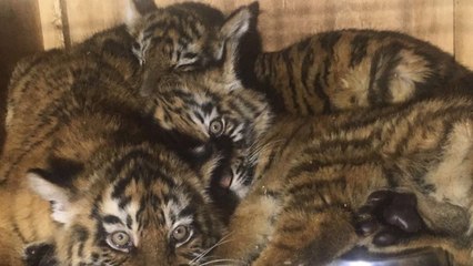 Three baby tiger cubs held in tiny filth-infested crate at Beirut airport for 7 days