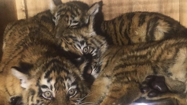 Three baby tiger cubs held in tiny filth-infested crate at Beirut airport for 7 days