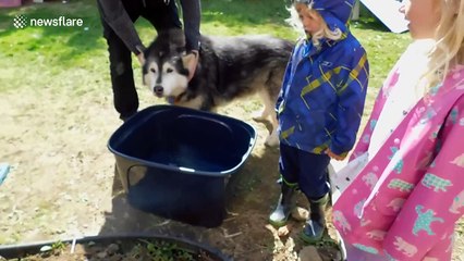 Alaskan malamute 'grieves' over dead pet koi carp