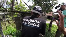 Orangutan released after being trapped in West Kalimantan _ 2017