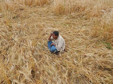 Calamity Declared In UP After Hectares Of Crop Damaged