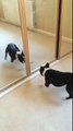 Ce chien se rend fou face à son reflet dans le miroir !