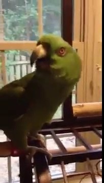Ce perroquet chante une chanson entière !!
