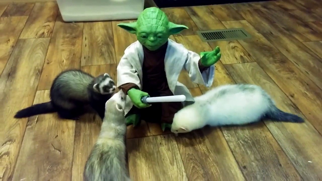 Yoda combat des furets au sabre laser !