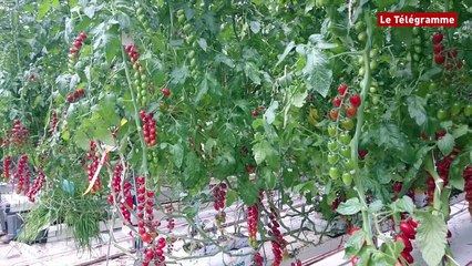 Tomates . Les serres à cœur ouvert