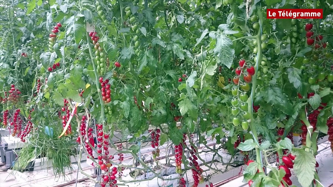 Tomates . Les serres à cœur ouvert