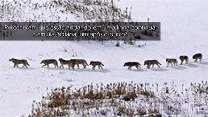 LOBOS-EXEMPLO DE UNIÃO E FAMILÍA.RESPEITO AOS MAIS VELHOS (1)