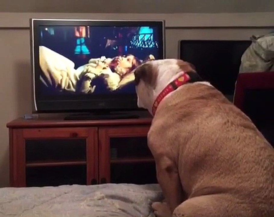 A dog watches a horror movie, but what he does during a scary scene is unbelievable!