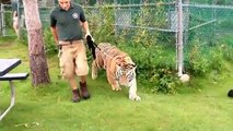 Tiger Video for Kids, Tiger Tiger Video