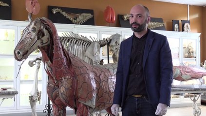 L'école vétérinaire de Toulouse veut sauver sa maquette de cheval