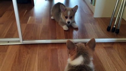 Corgi puppy doesn't understand mirrors