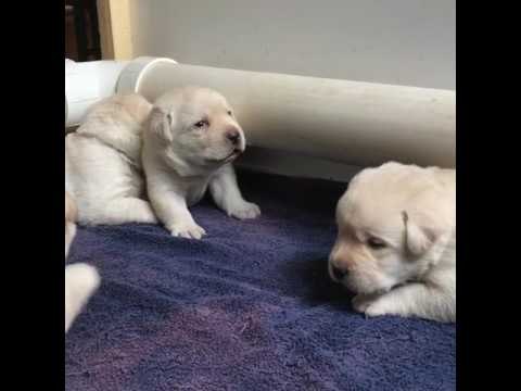 3-Week-Old Labrador Puppies Learn to Howl