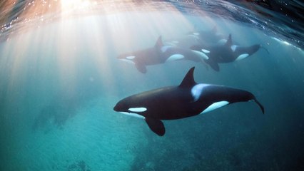 Freediving with Orcas Ft. Underwater Photographer Jacques de Vos