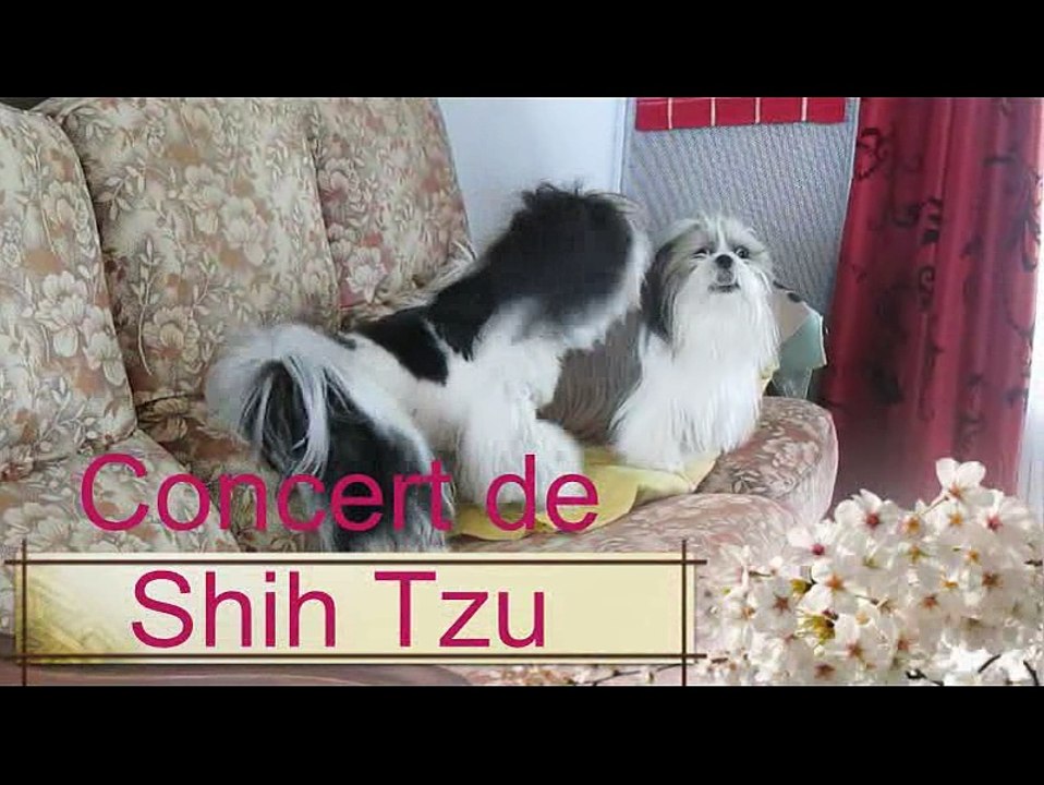 Concert de Shih tzu