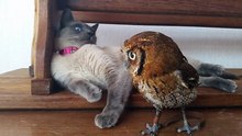 Adorable owl and cat are best friends