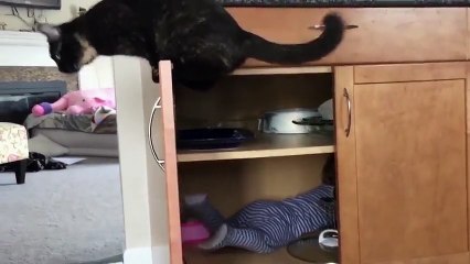 18 cats who forgot how to cat