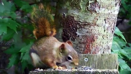Sincap ve Kuş sesleri - Squirrel and Bird sounds