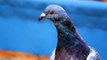Pigeon Nest Made Of Used Hypodermic Needles Raises Concerns And Questions