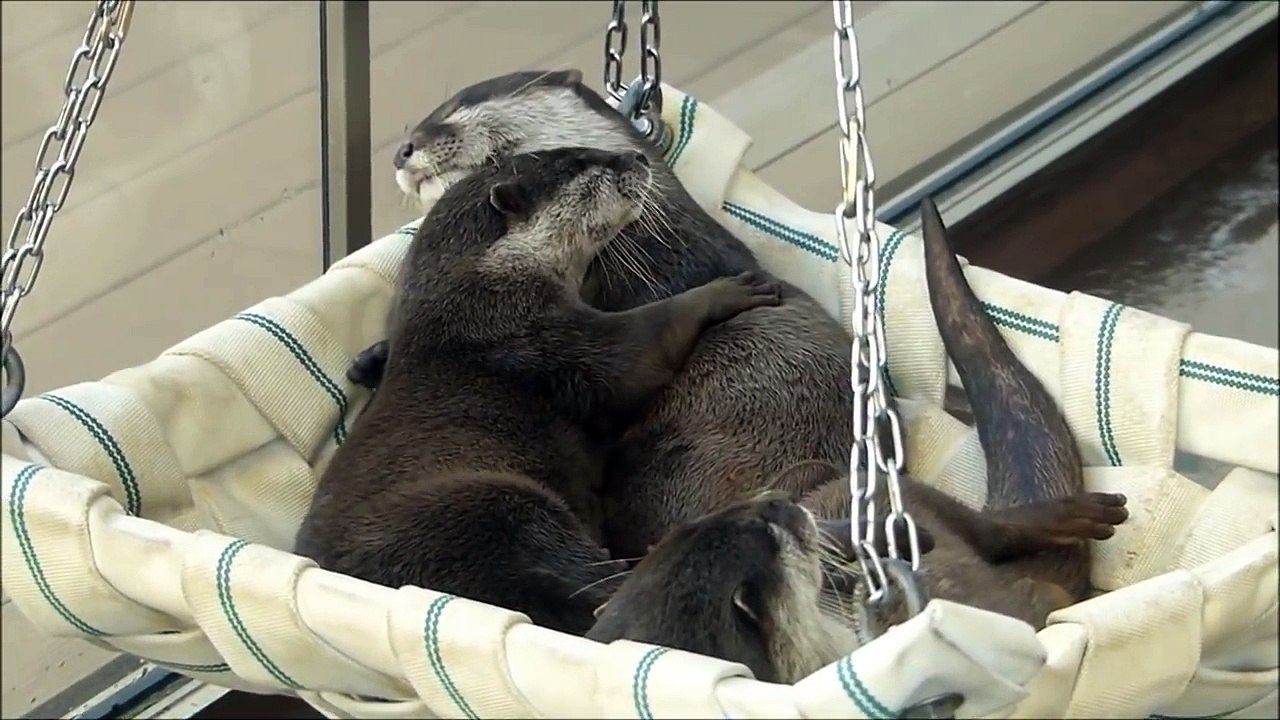 Otters in a hammock