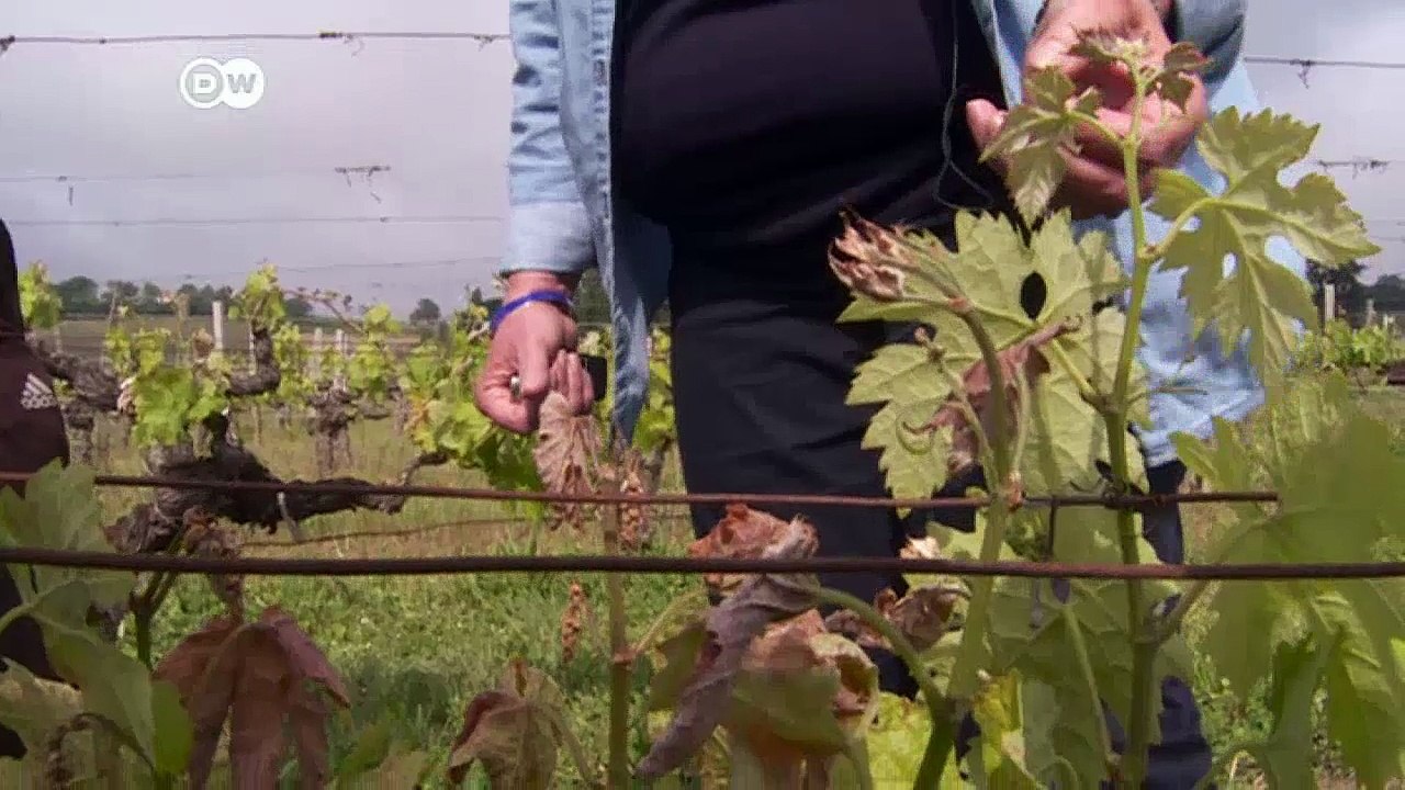 Die Franzosen, der Wein und Emmanuel Macron | DW Deutsch
