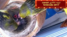 Couple Canari timbrado nourrit leur petit