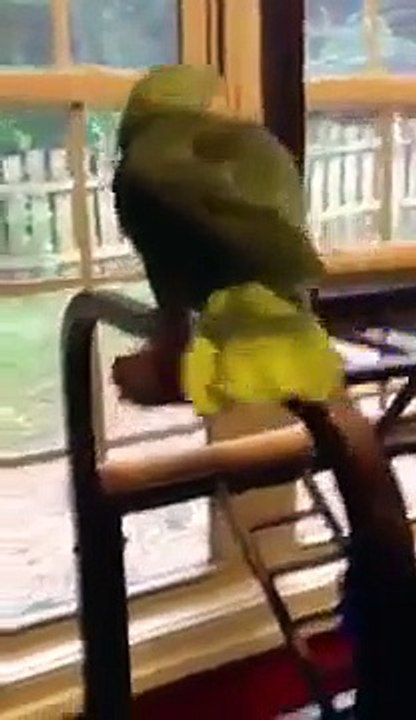 Ce perroquet chante une chanson entière