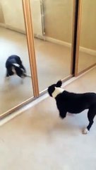 Ce chien se rend fou face à son reflet dans le miroir