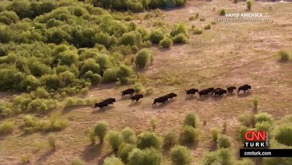 Gri Kurt Çetesi ve Yavru Bizon