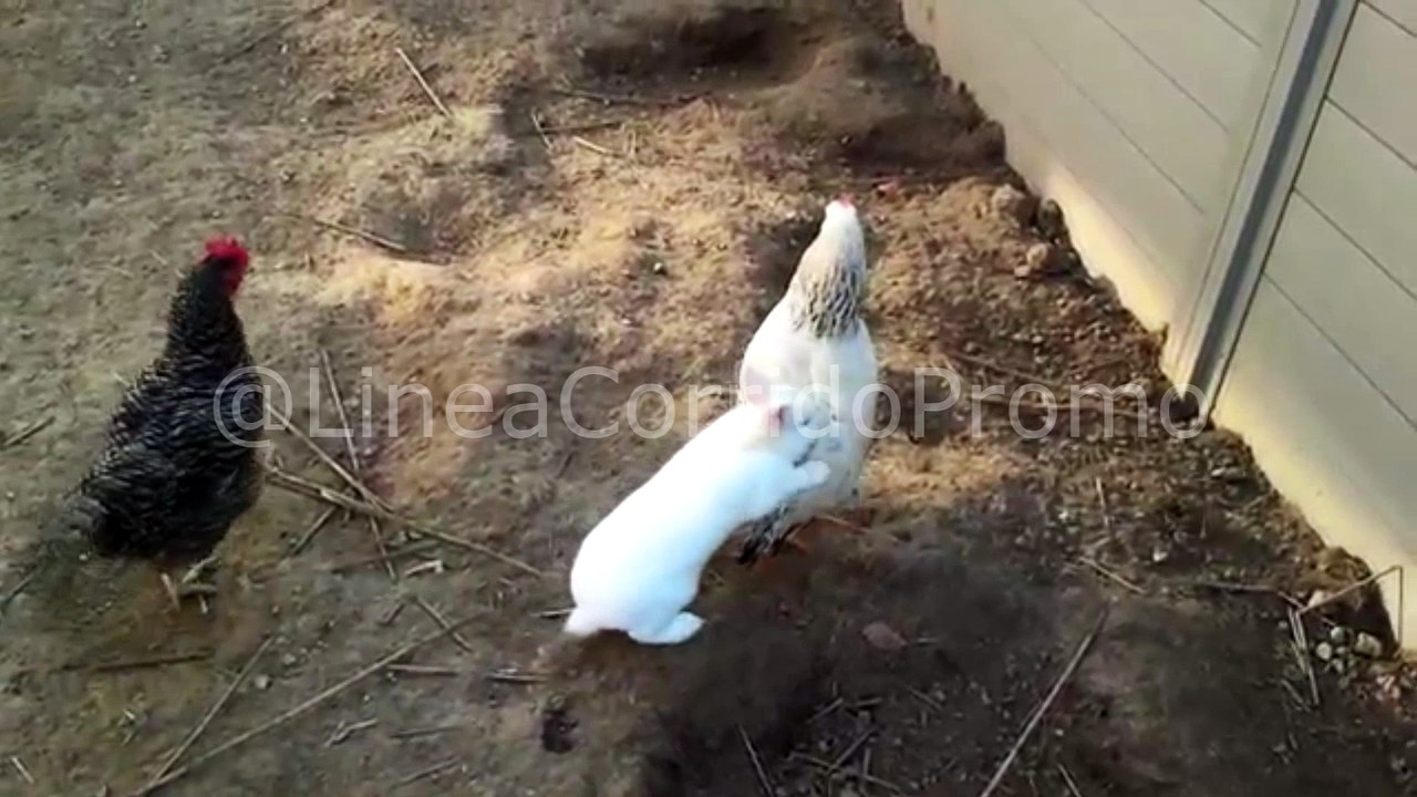 Conejo Cojelon "Llego Su Padre"