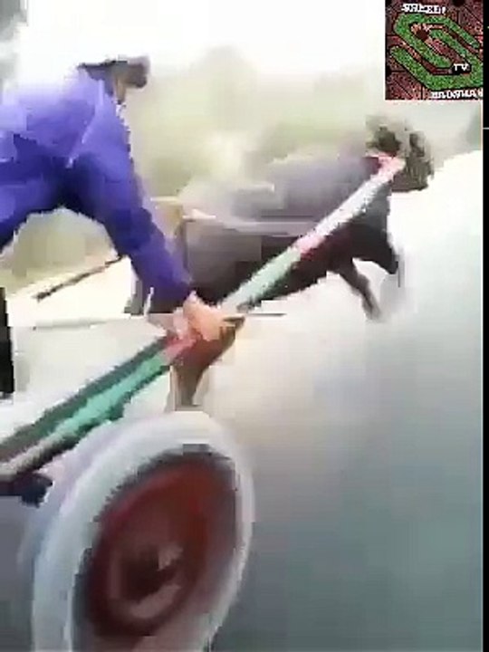 ااس بھینس کے ساتھہ ریس کون لگاۓ گا؟؟؟؟