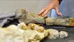 Un rarissime fossile de 90 millions d'années découvert dans le Maine et Loire