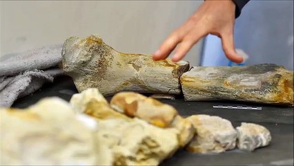 Un rarissime fossile de 90 millions d'années découvert dans le Maine et Loire