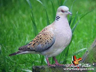 الحمام القمري صبح ع البناني ... El Sheikh EMAM