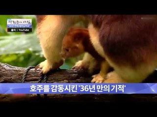 호주를 감동시킨 36년 만의 기적, 멸종위기 동물 태어나다! [광화문의 아침] 265회 20160701