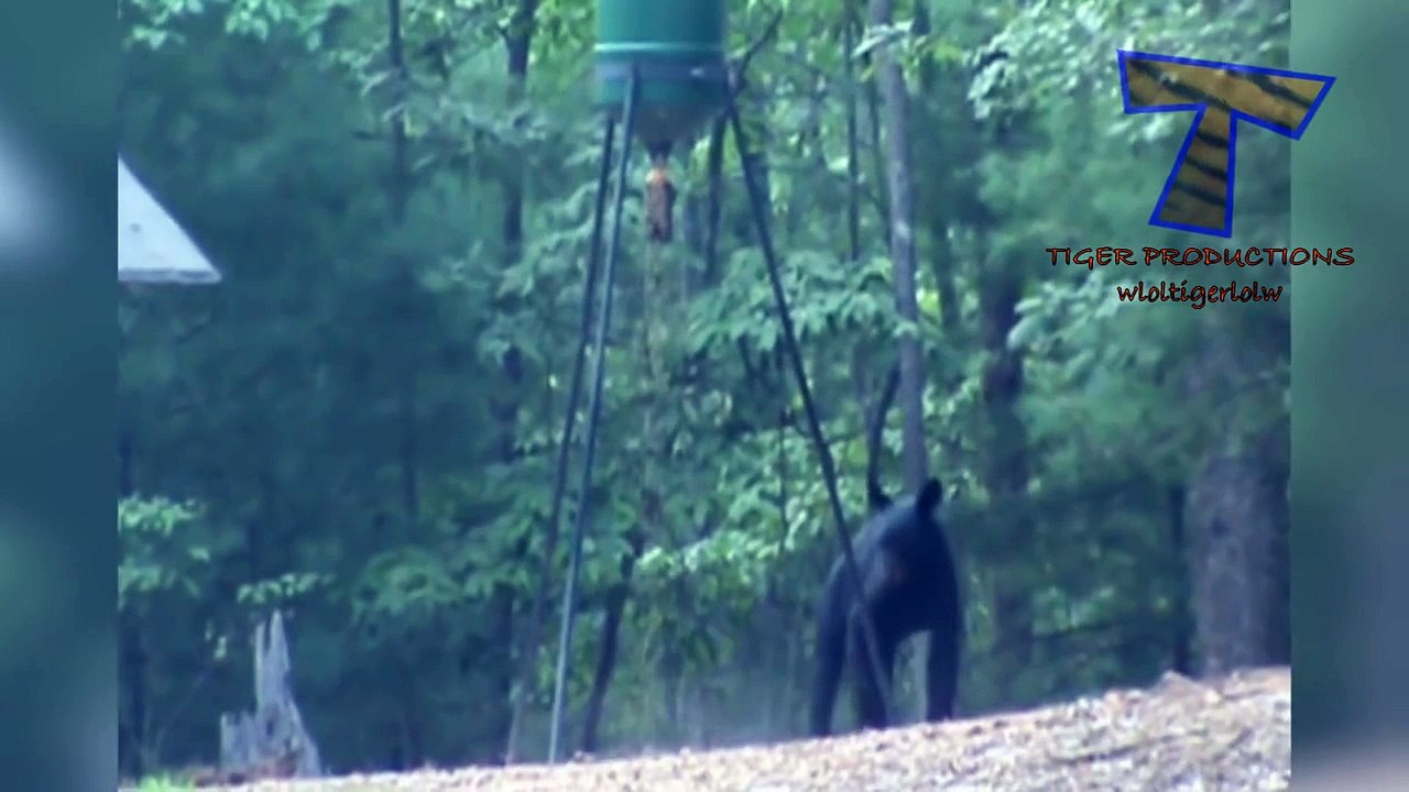 Animals & pets  Try not to grin or laugh challenge - Funny animal compilation_6