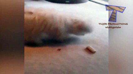 Animals are so funny that you can die of laughter - Funny animal compilation_17