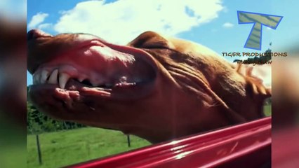 Animals & pets  Try not to grin or laugh challenge - Funny animal compilation_21
