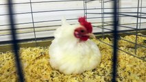 Man Arrested For Alleged Sexual Assault Of A Chicken