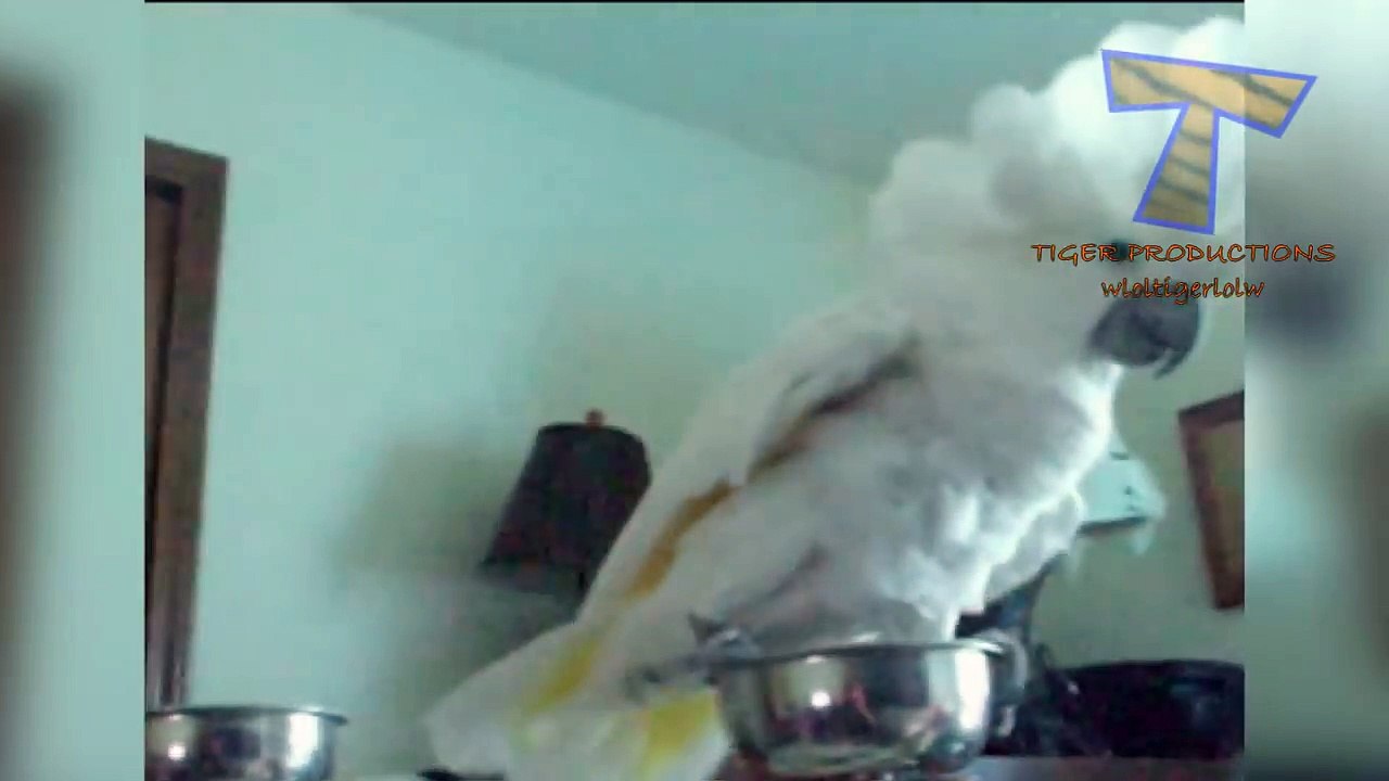 Animals & pets  Try not to grin or laugh challenge - Funny animal compilation_12