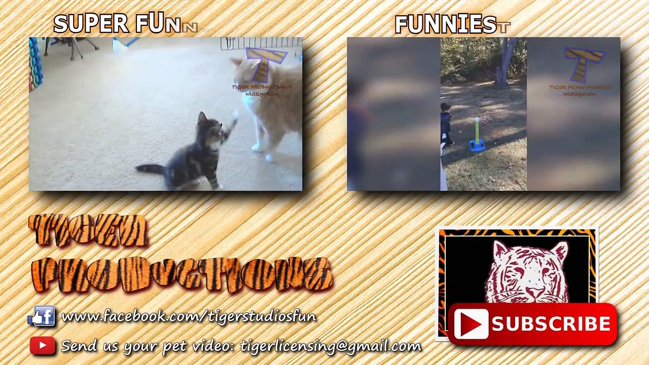 Animals & pets  Try not to grin or laugh challenge - Funny animal compilation_23