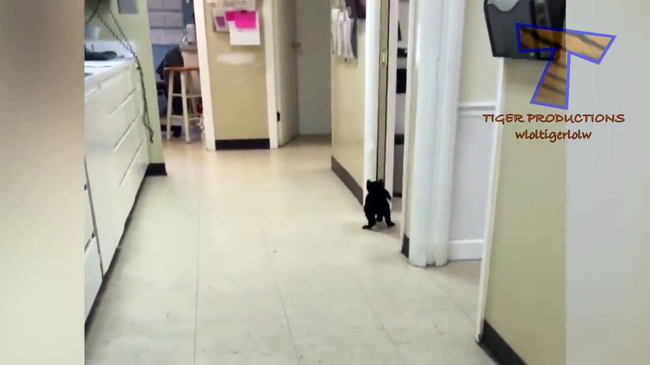 Animals are so funny that you can die of laughter - Funny animal compilation_4