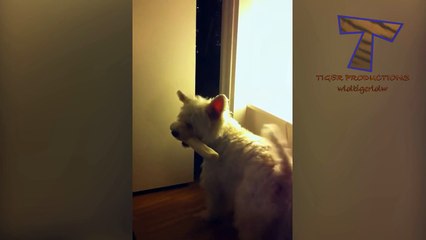 Animals are so funny that you can die of laughter - Funny animal compilation_6