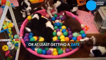 Dog lovers seen as sexy, but cats...