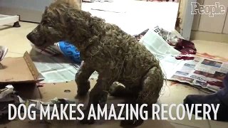 Dog makes amazing recovery after kids cover him in glue